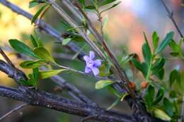 Image of Mauve freylinia