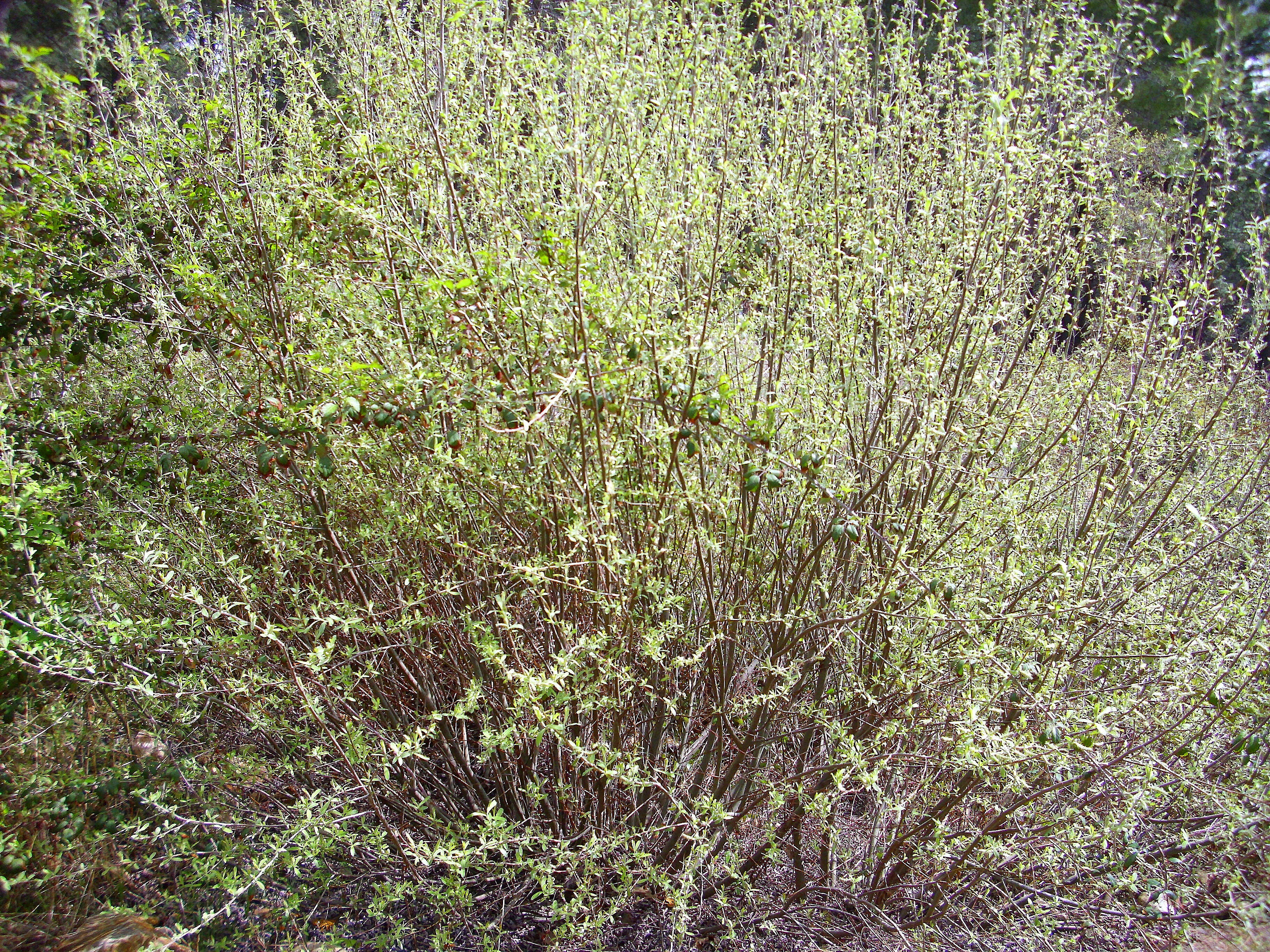 Image of Salix salviifolia Brot.