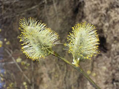 Image of goat willow