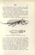 Image of snakeflies