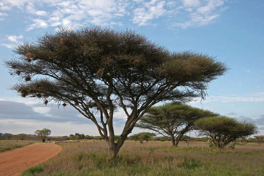 Vachellia tortilis (Forssk.) Galasso & Banfi的圖片