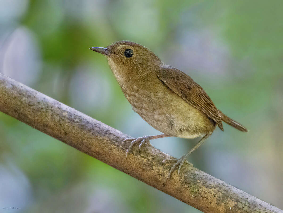 Plancia ëd Brachypteryx leucophris (Temminck 1828)