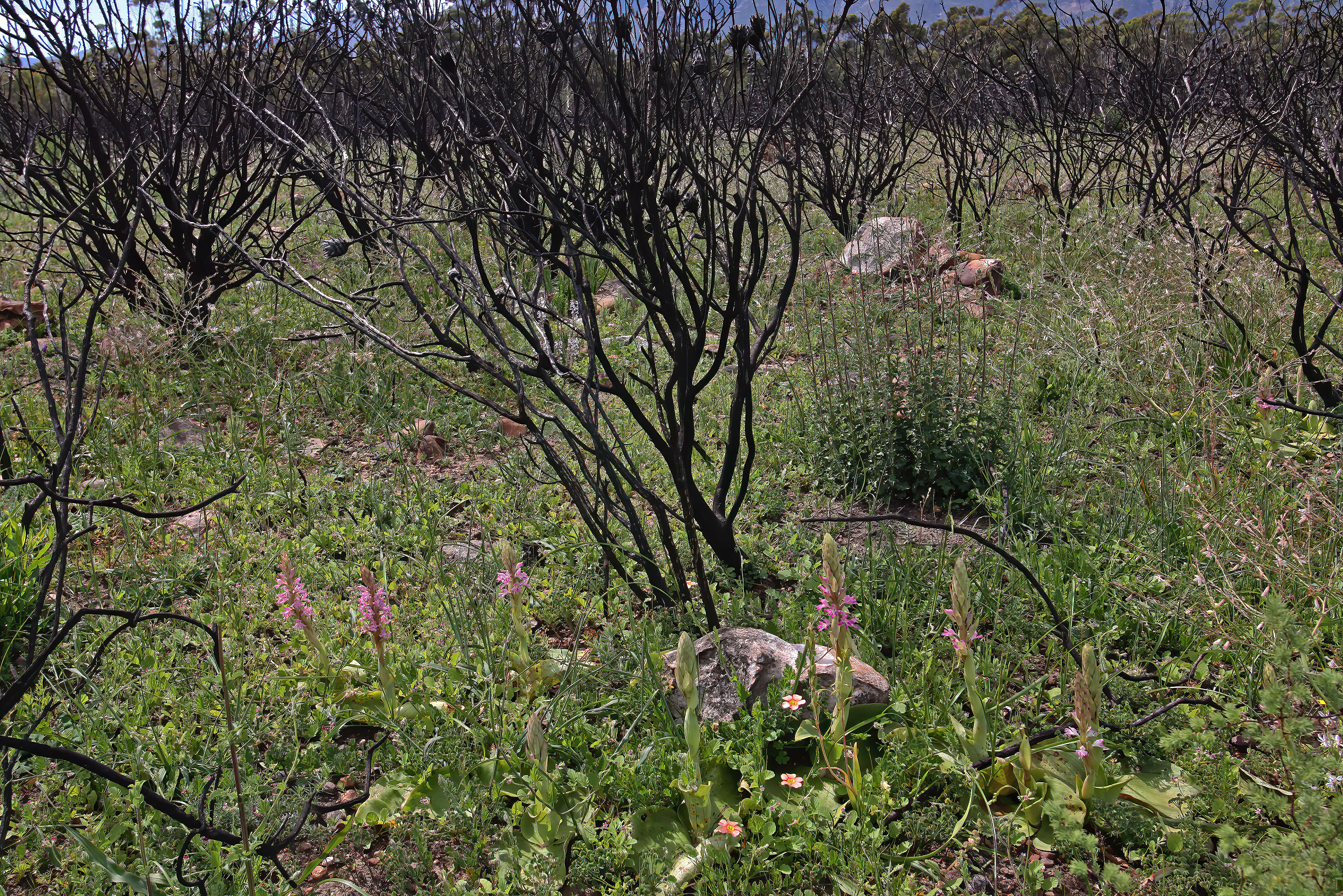 Image of Satyrium erectum Sw.