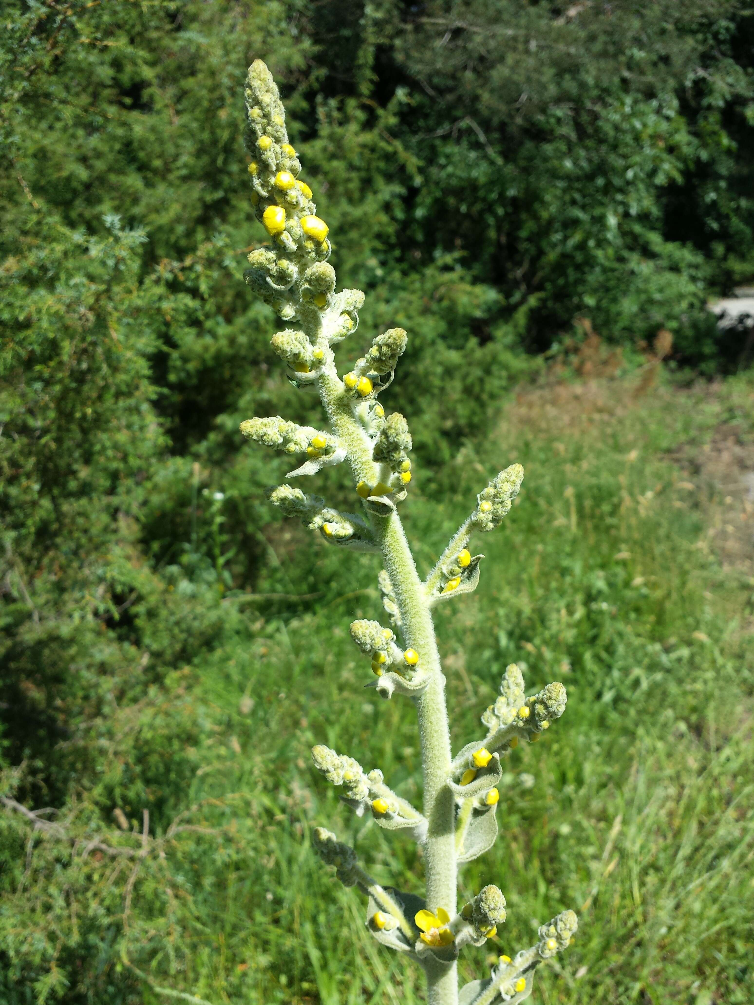 Image de Verbascum pulverulentum Vill.