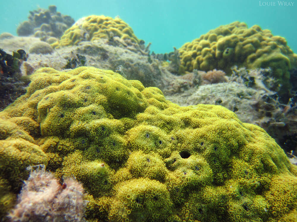 Image of Finger Coral