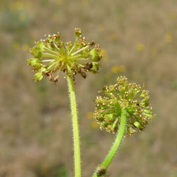 Image of Hydrocotyle laxiflora DC.