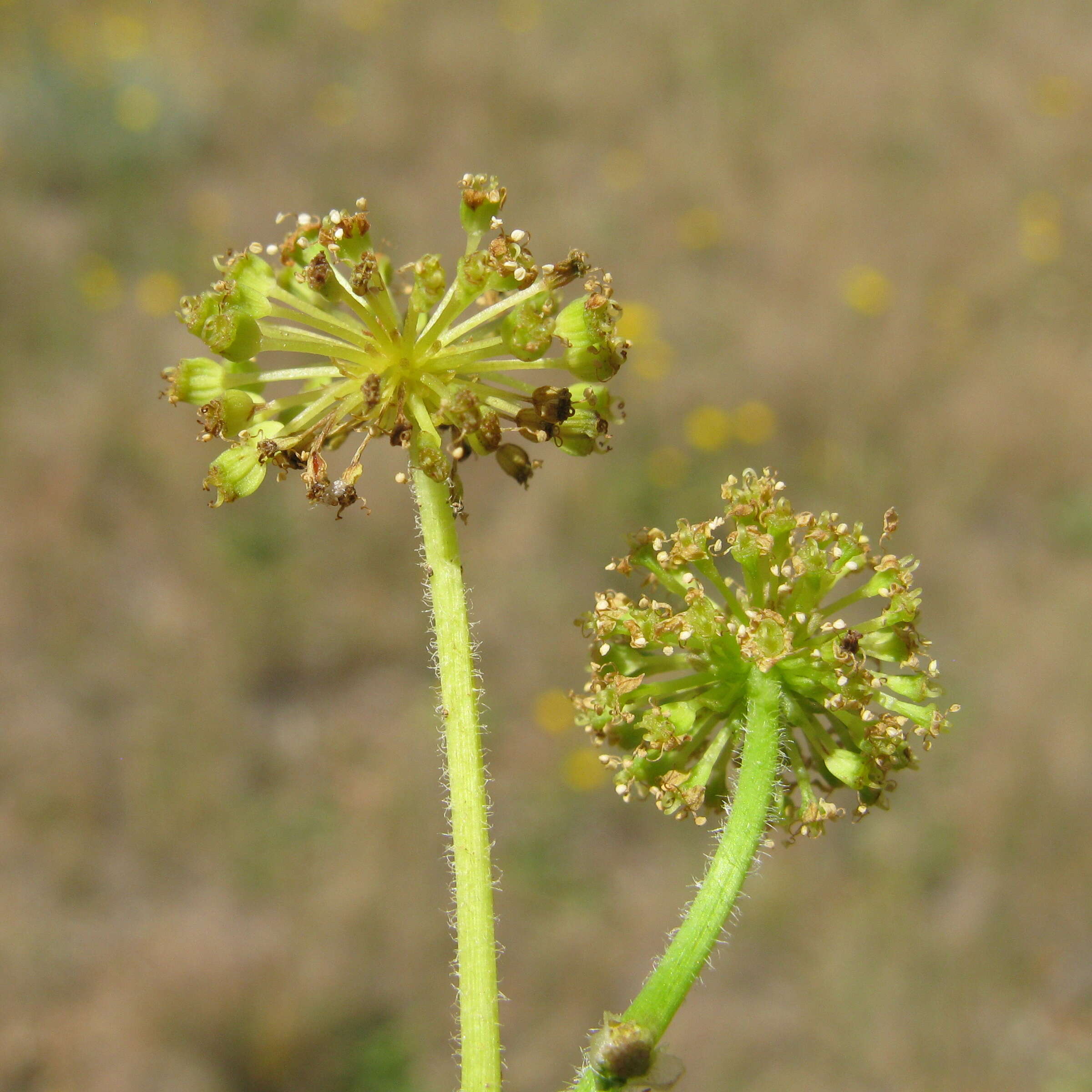 Image de Hydrocotyle laxiflora DC.