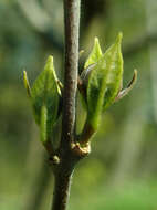 Image de Calycanthus floridus L.