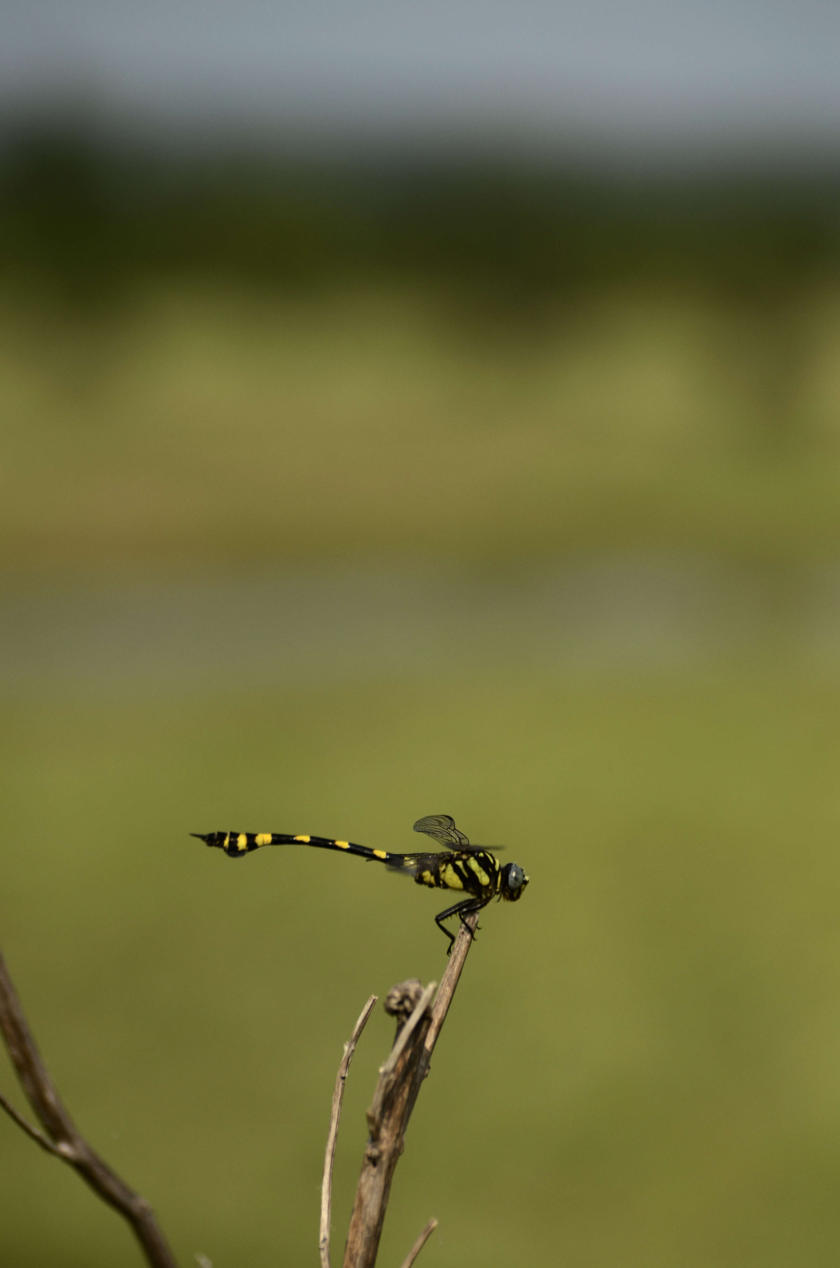 صورة Ictinogomphus rapax (Rambur 1842)