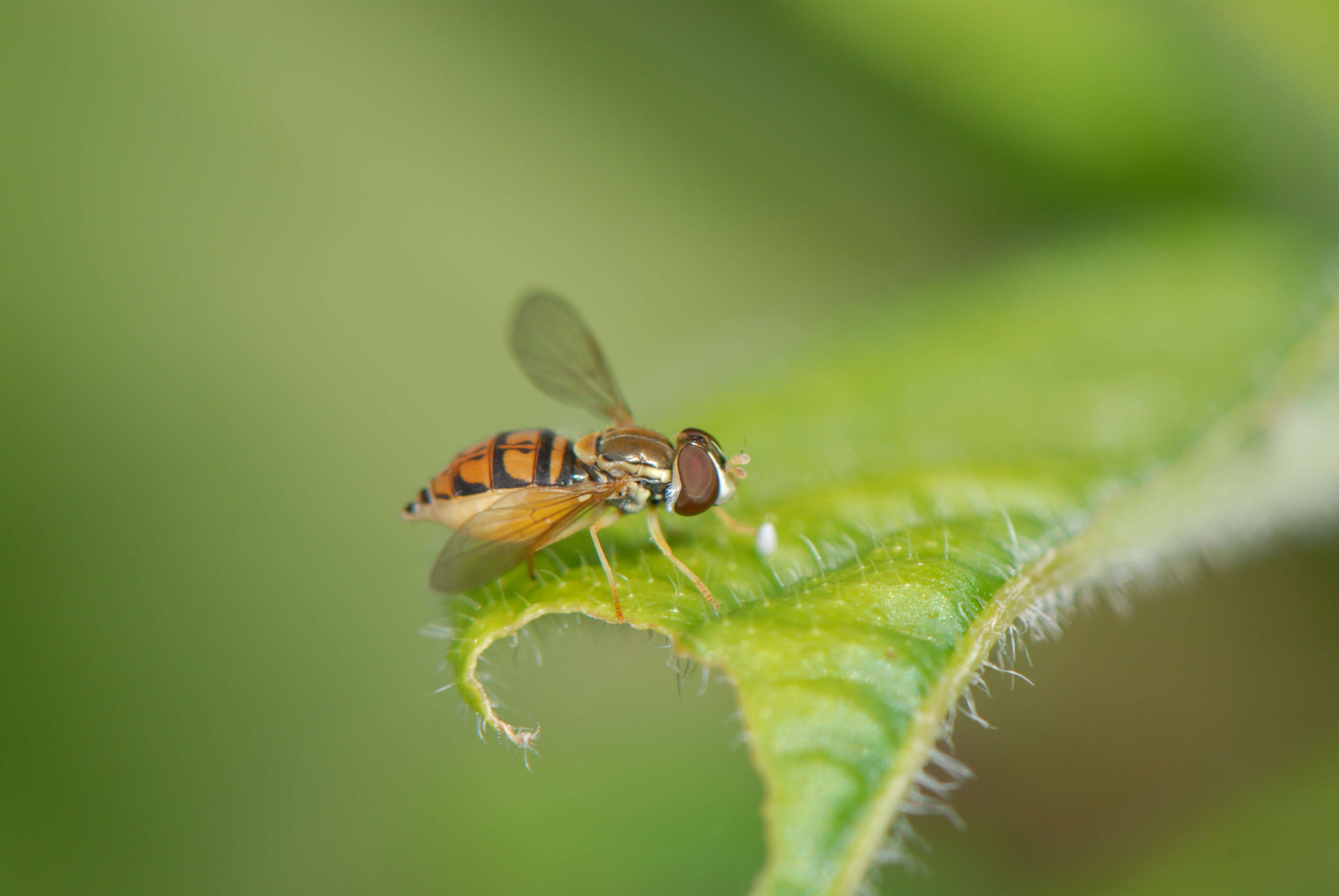 Image of Syrphid fly