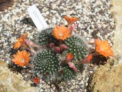 Image of Rebutia pulvinosa F. Ritter & Buining