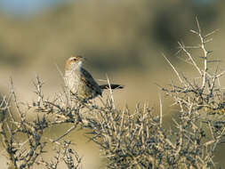 Image of Band-tailed Earthcreeper