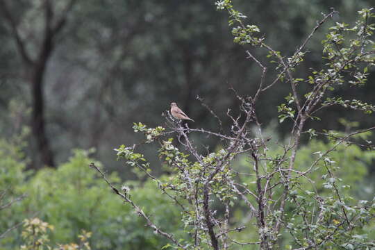 Image of Whinchat