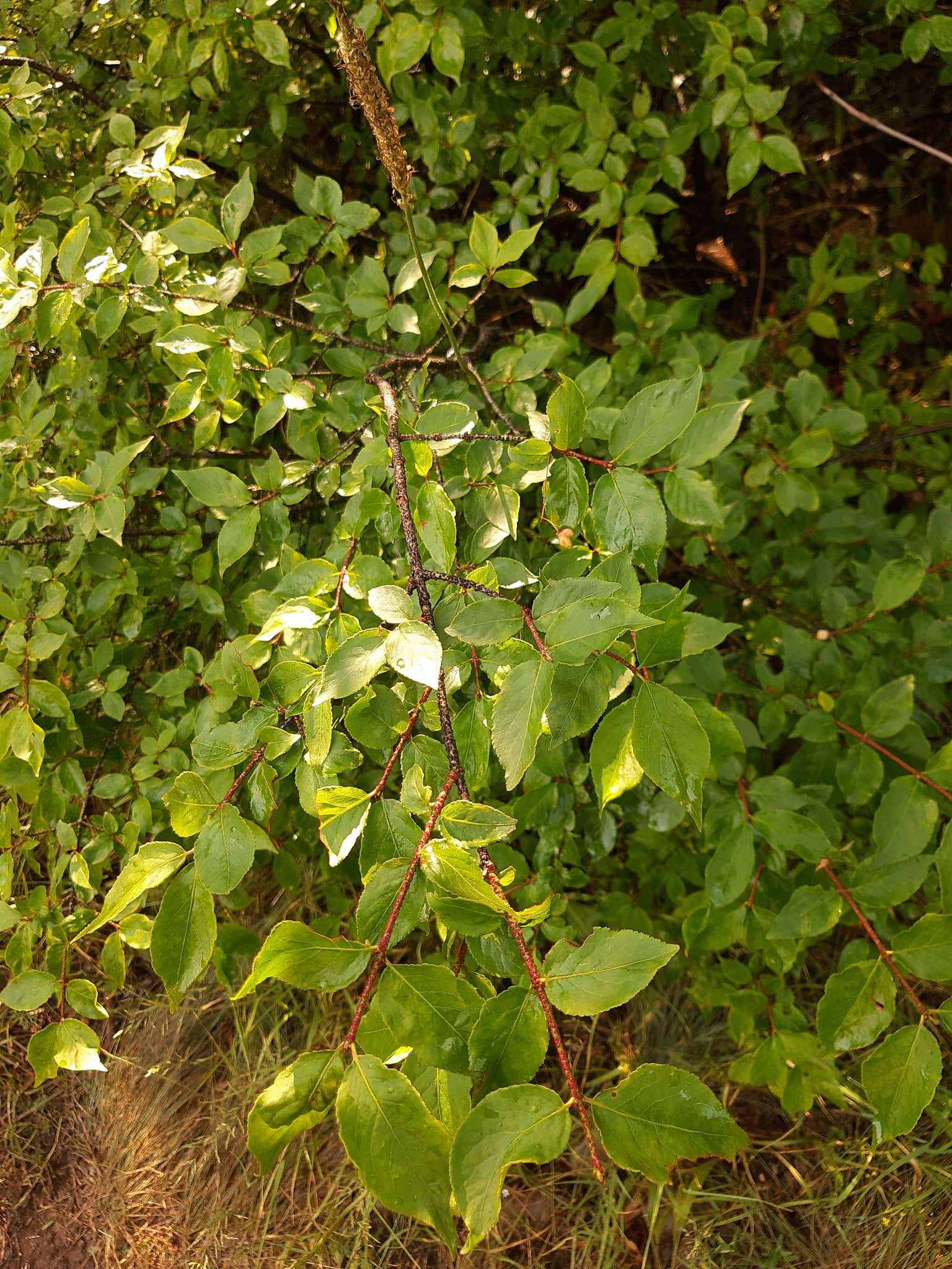 Image of Cornelian cherry dogwood