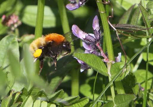 Image of Bombus muscorum (Linnaeus 1758)