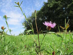 Image of brown knapweed