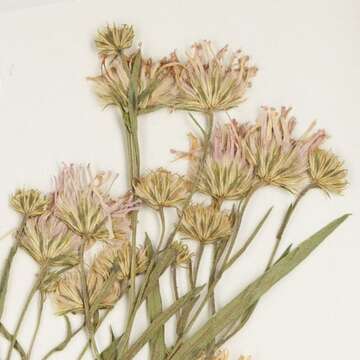 Image of Anticosti Island aster