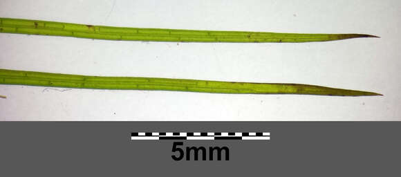 Image of pondweed