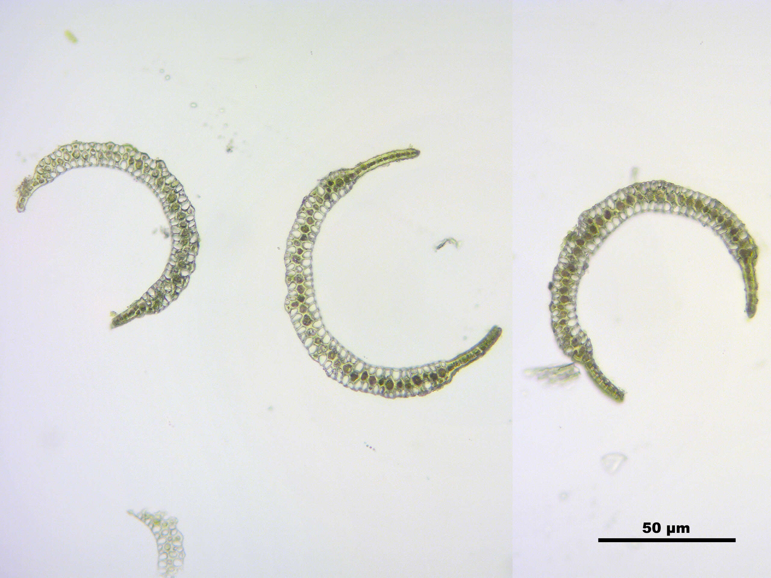 Plancia ëd Paraleucobryum longifolium Loeske 1908