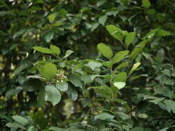 Image of Siamese Yellowleaf