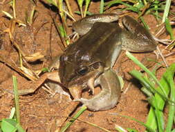 Image of Criolla Frog