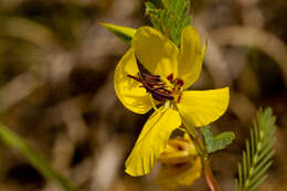 Image of partridge pea