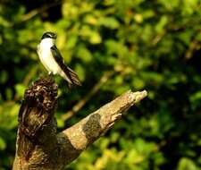 Image of Mangrove Swallow