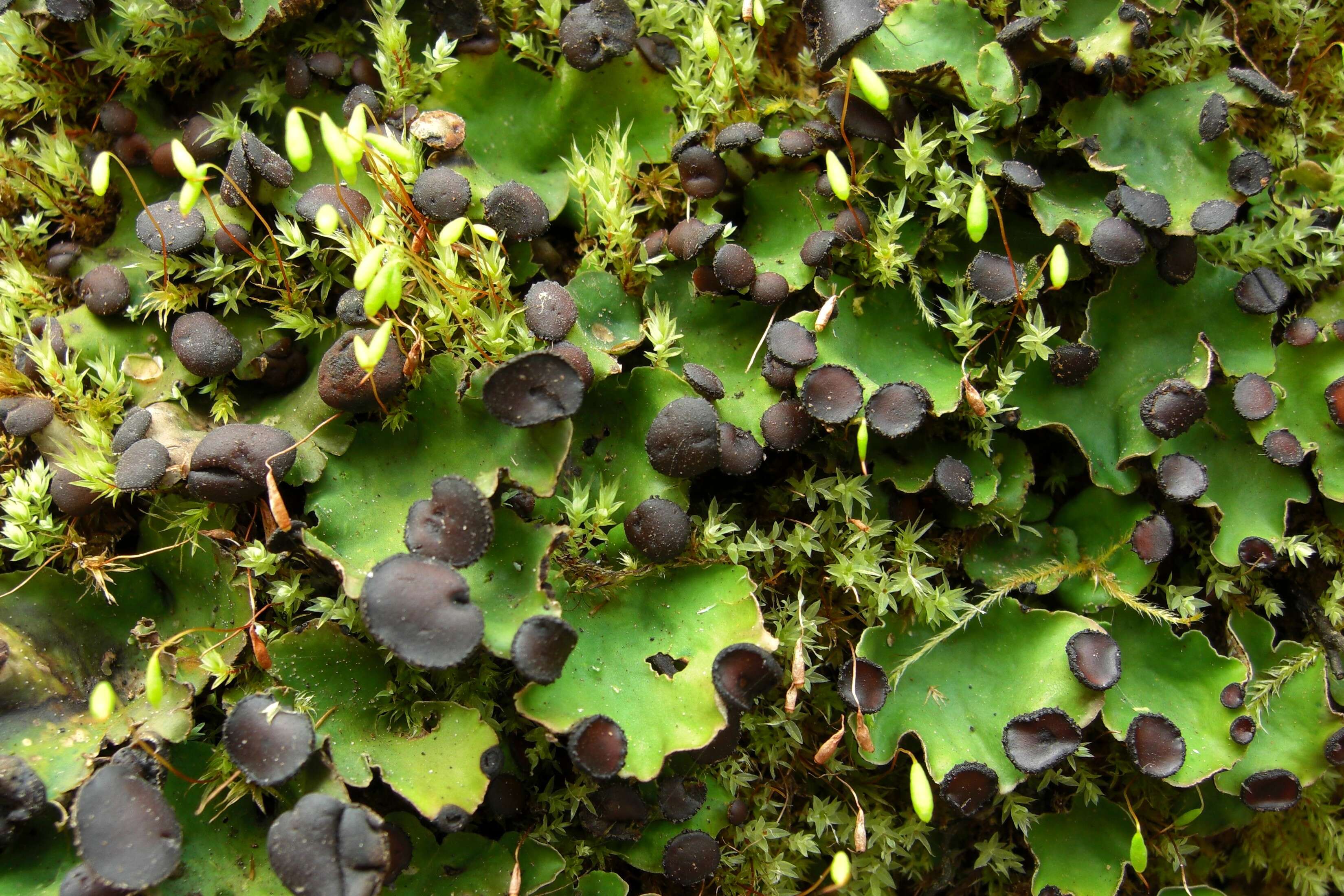 Image of Fan lichen;   Felt lichen