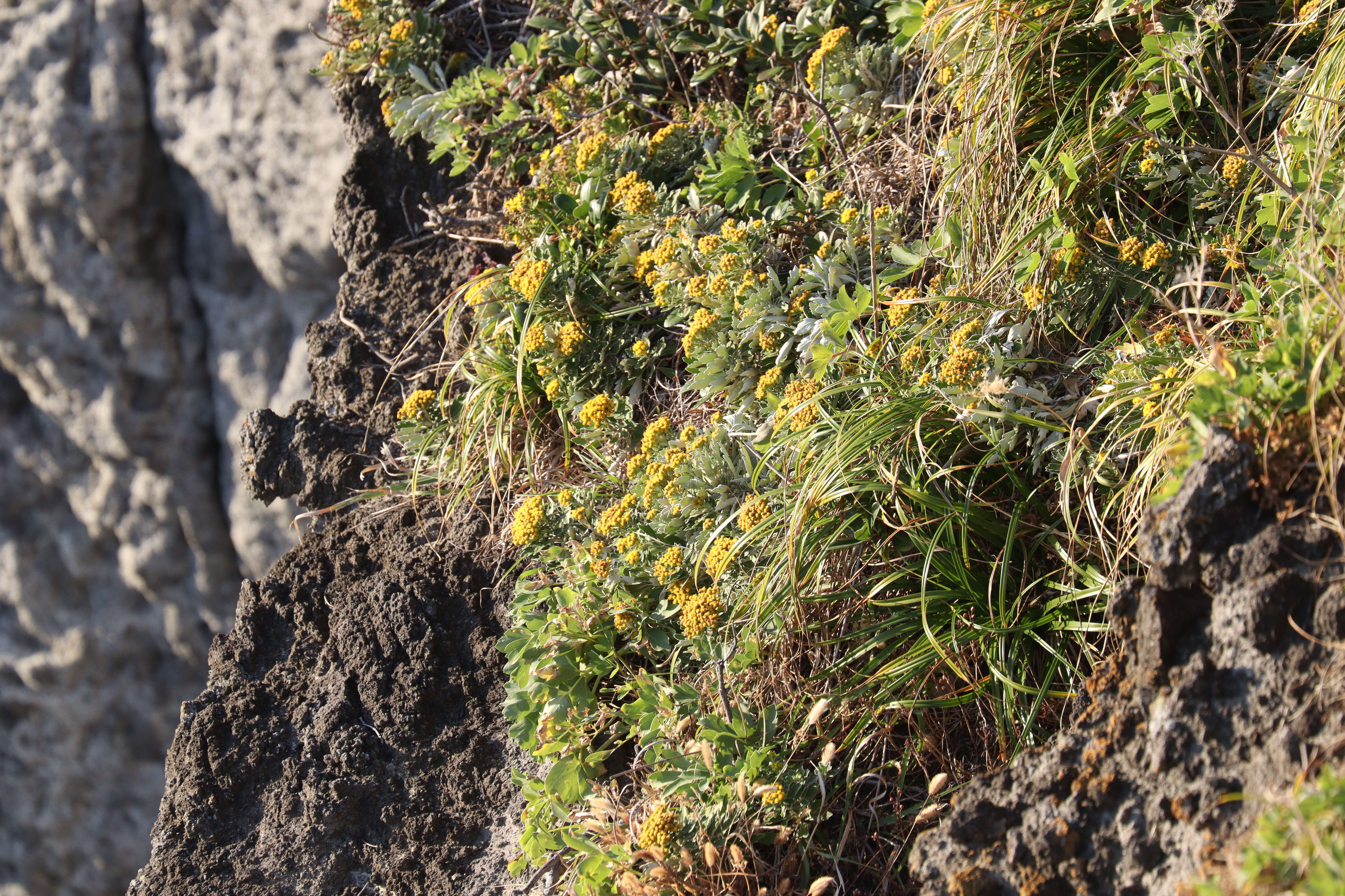 Plancia ëd Ajania pacifica (Nakai) K. Bremer & C. J. Humphries