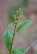 Image of European privet