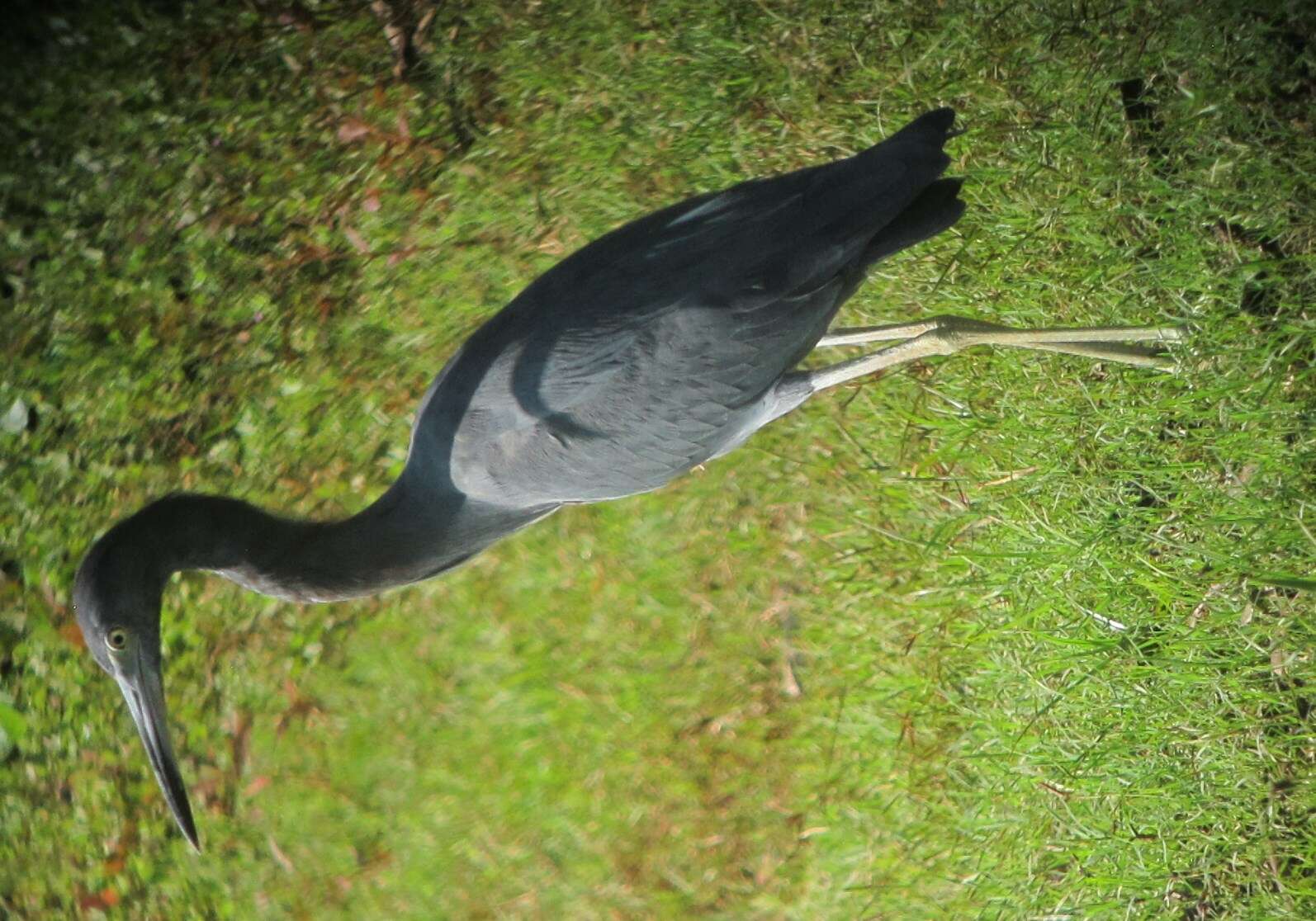 Image of Little Blue Heron