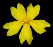 Image of Goodenia berardiana (Gaud.) R. C. Carolin