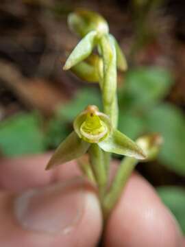 Image de Goodyera umbrosa (D. L. Jones & M. A. Clem.) J. M. H. Shaw