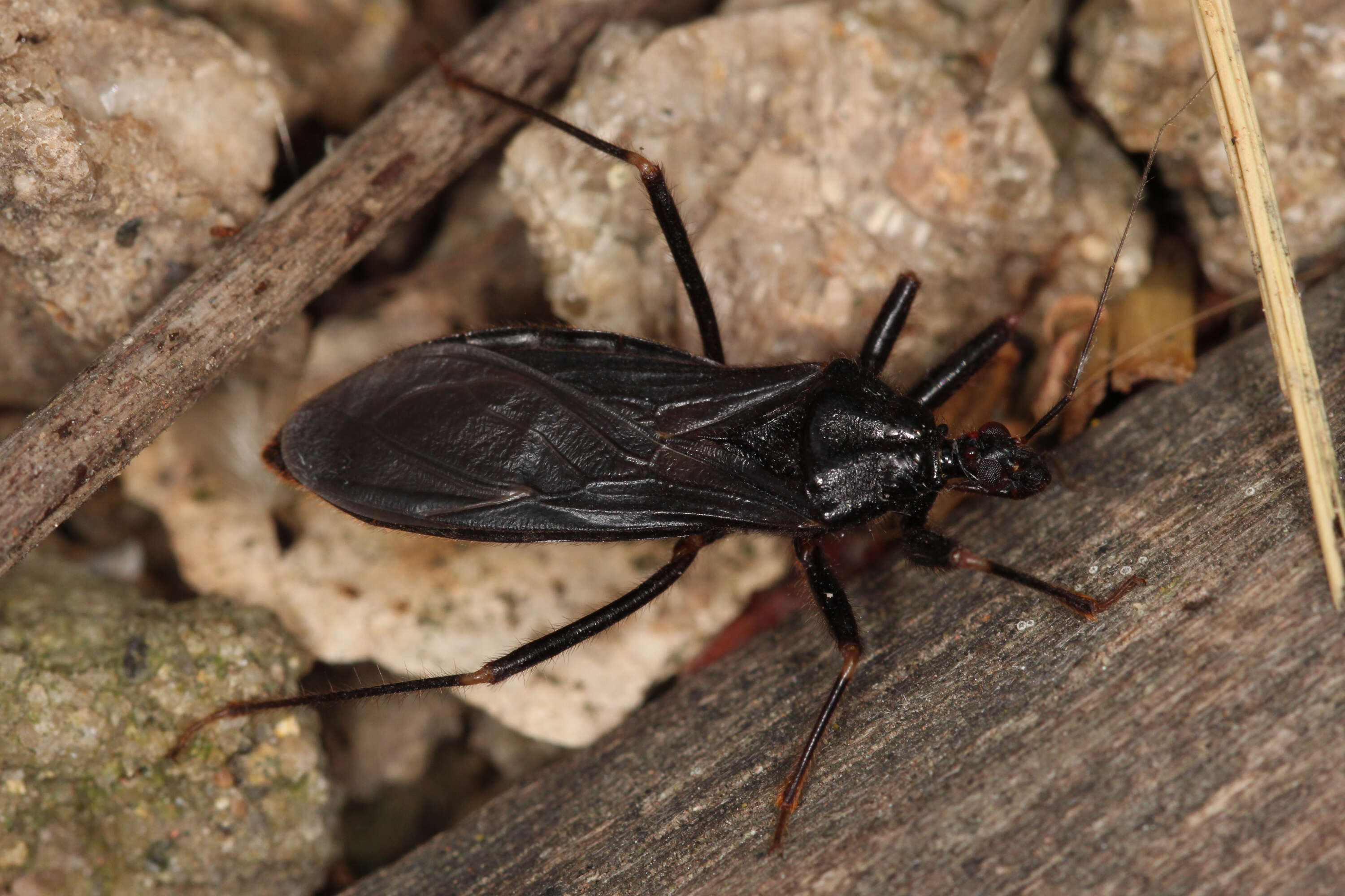 Image of Masked Hunter