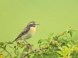 Image of Whinchat