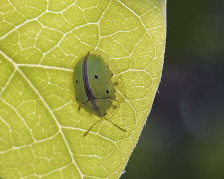 Image of Chiridopsis bipunctata (Linnaeus 1767)