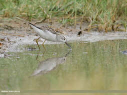 Image of Marsh Sandpiper