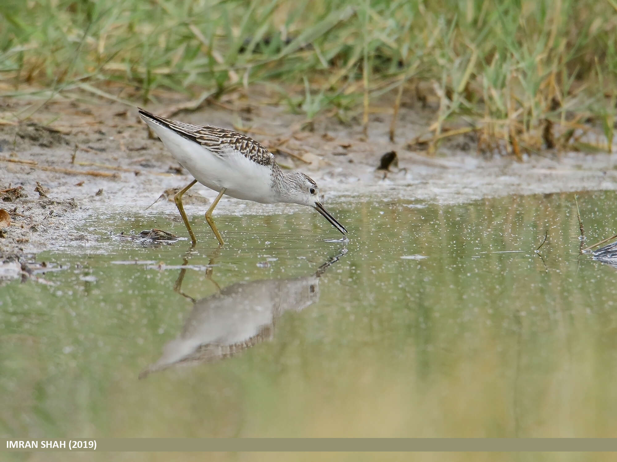 Image of Marsh Sandpiper