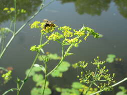 Imagem de Pastinaca sativa L.