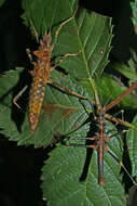 Image of Hoploclonia gecko (Westwood 1859)