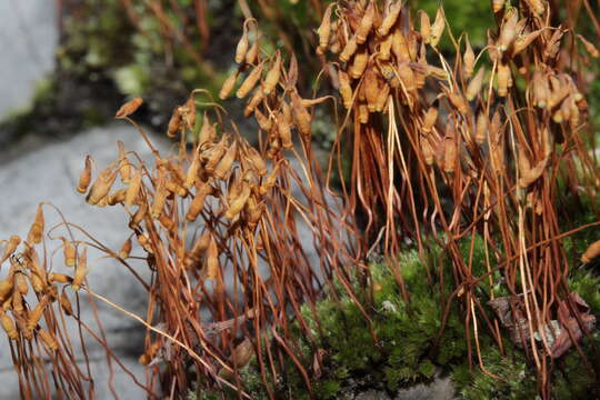 Image of dry calcareous bryum moss