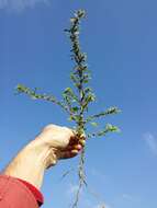 Image of Mediterranean Amaranth