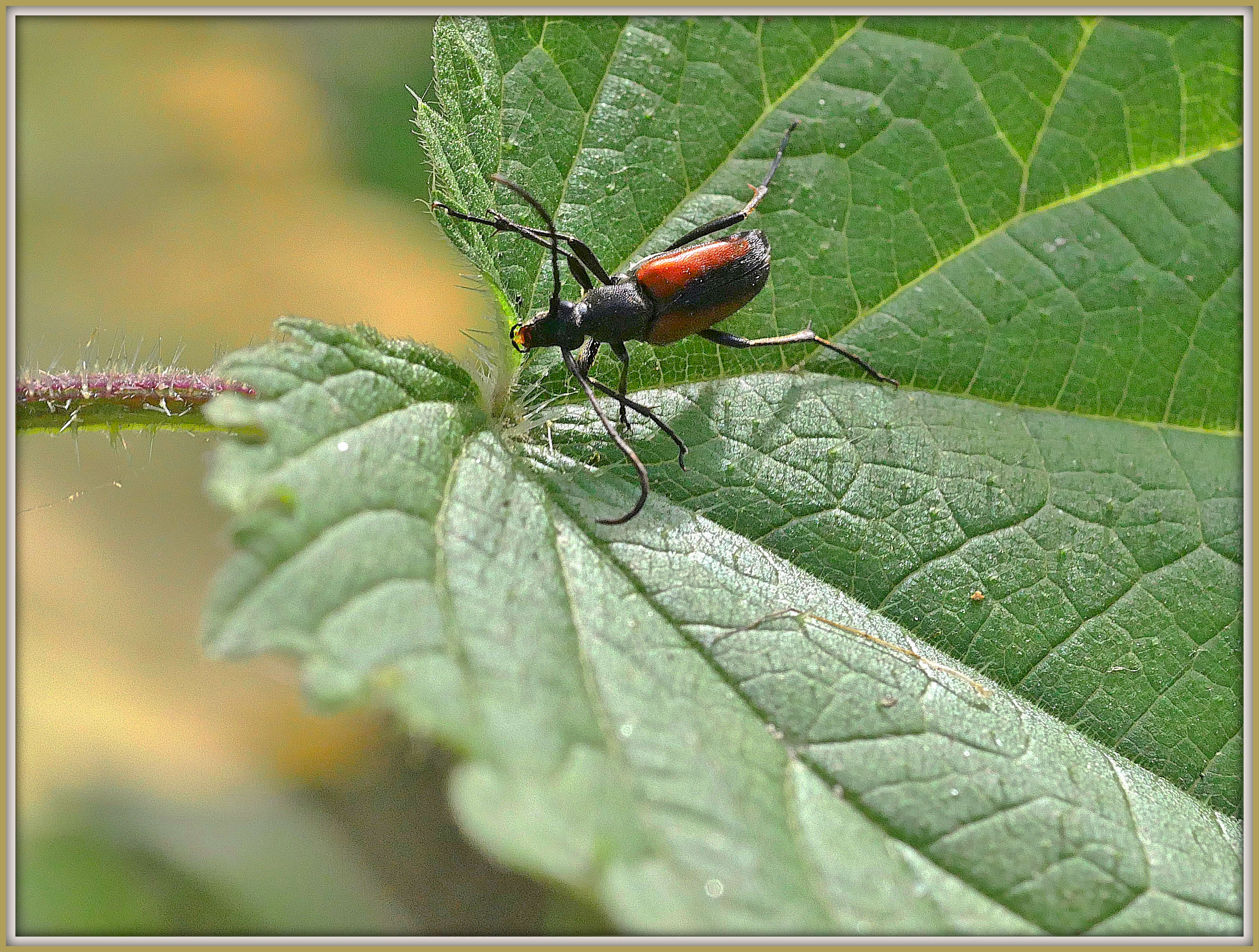 Image of Black-striped Longhorn Beetle