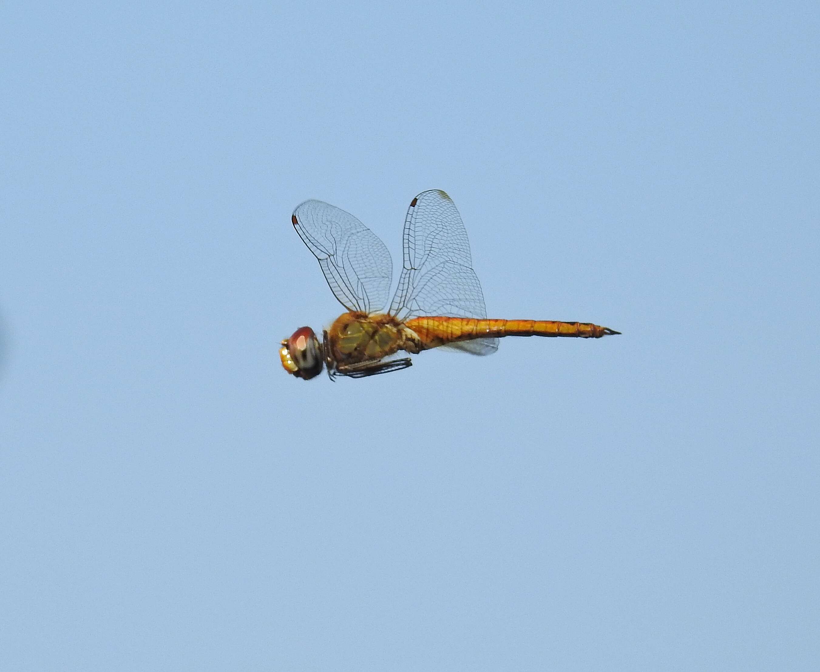 Image of Rainpool Gliders