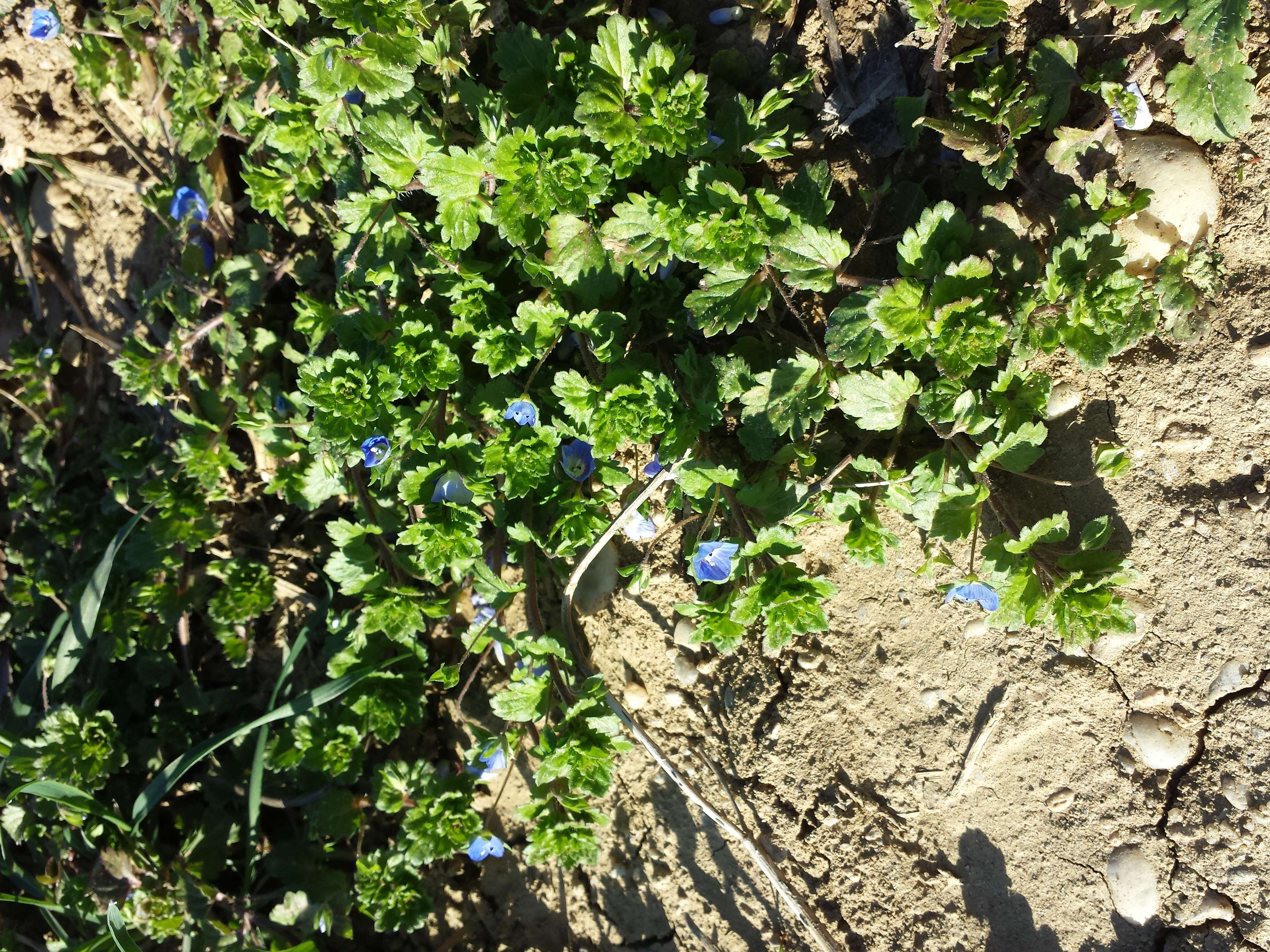 Image of birdeye speedwell