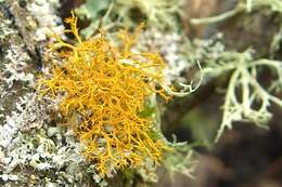 Image of teloschistes lichen