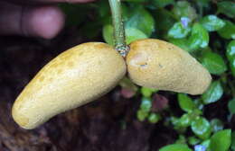 Image of Marsdenia volubilis (L. fil.) Cooke