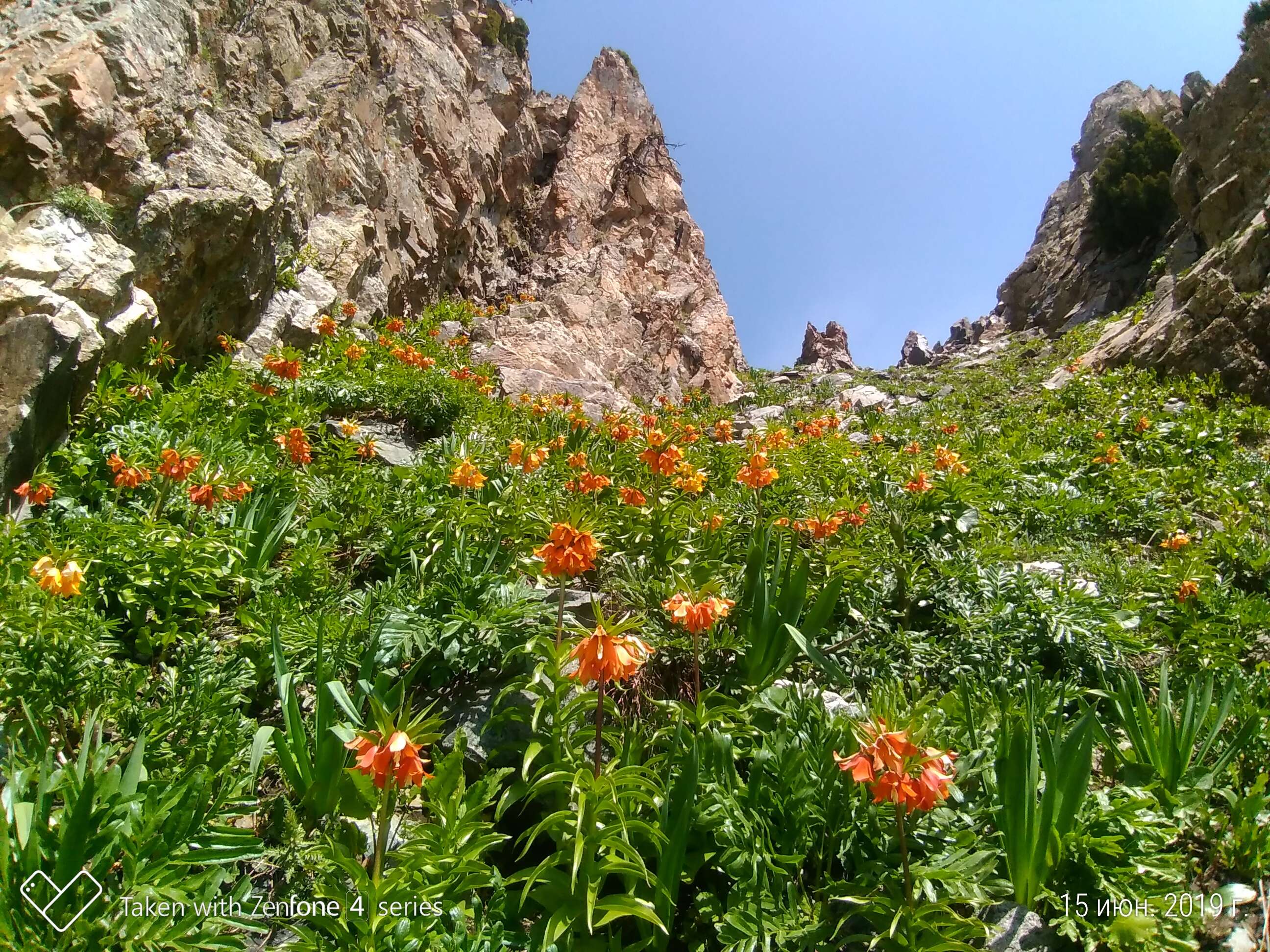 Image of Fritillaria eduardii A. Regel ex Regel