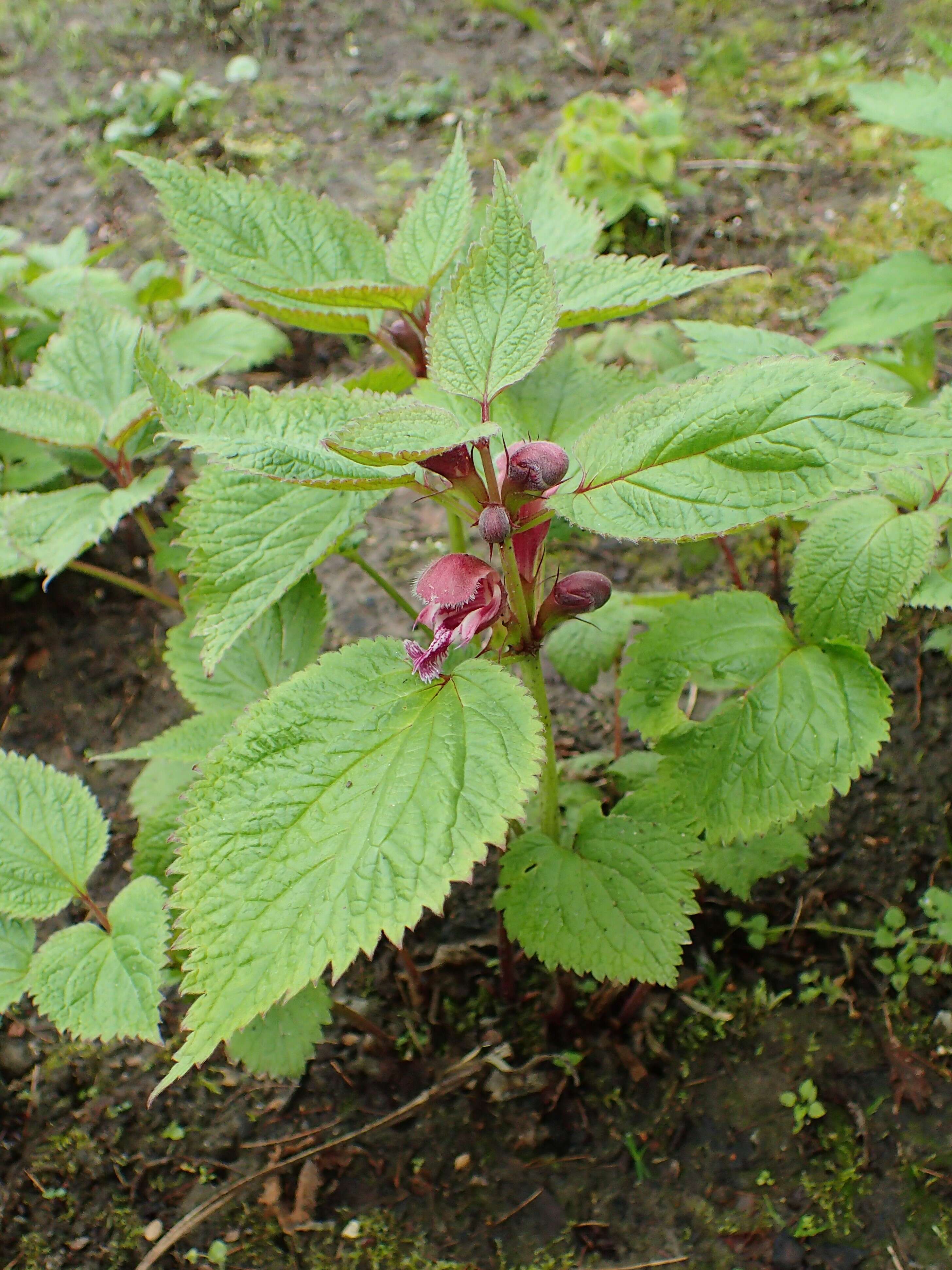 Image of Lamium orvala L.