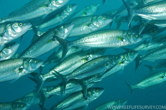 Image of Western Australian salmon